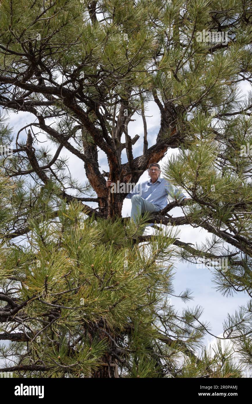 Senior male, 80 years old, sits on branch of tall pine tree with no safety equipment, in Northern New Mexico. Stock Photo