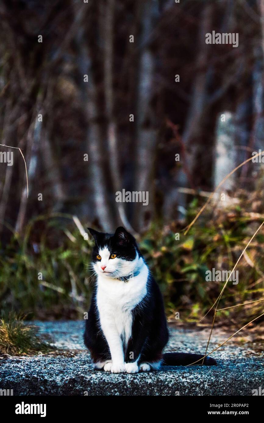 A graceful black and white domestic cat on a large rock, gazing off ...