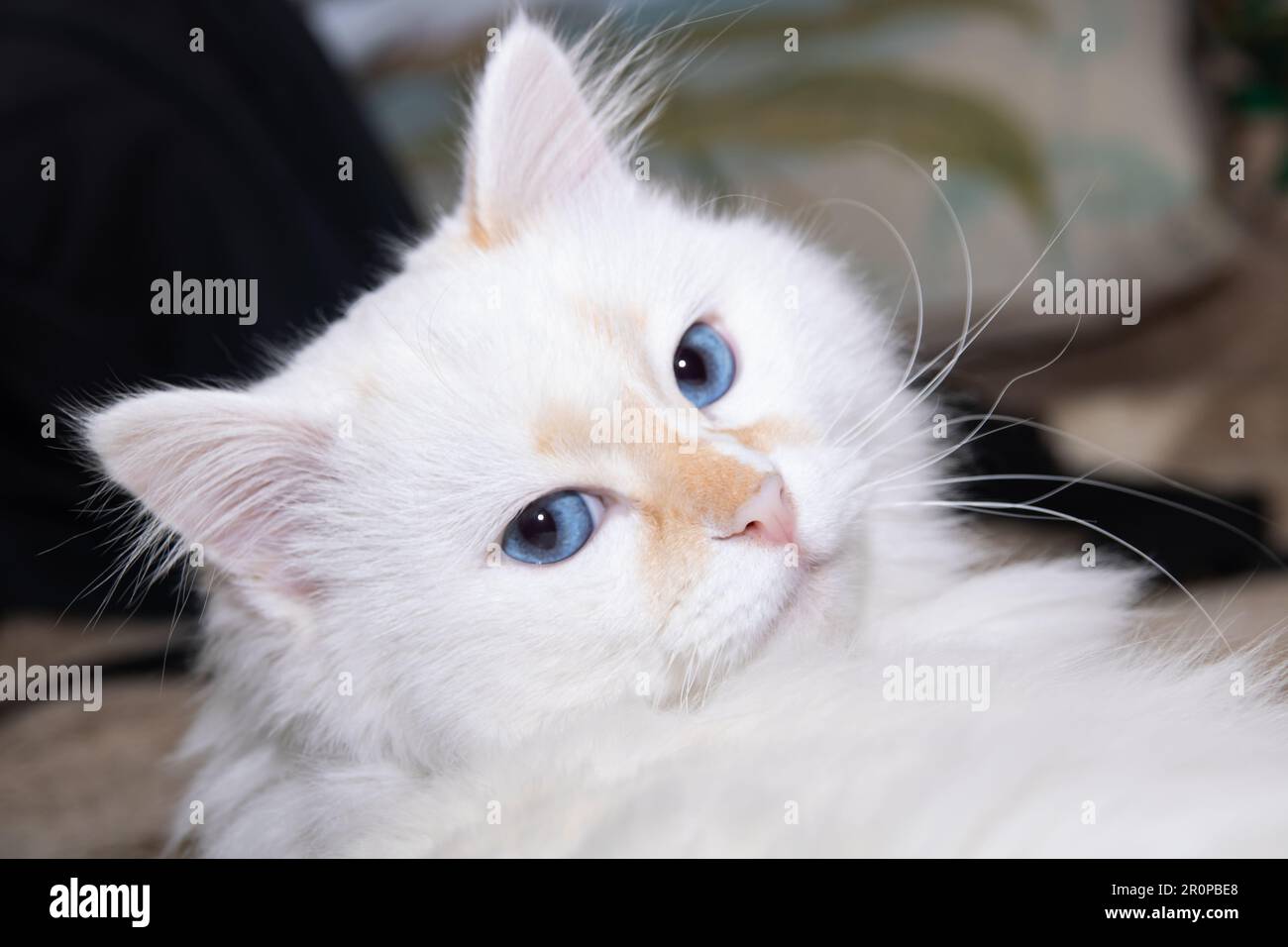 White cat with blue eyes close up portrait Stock Photo - Alamy