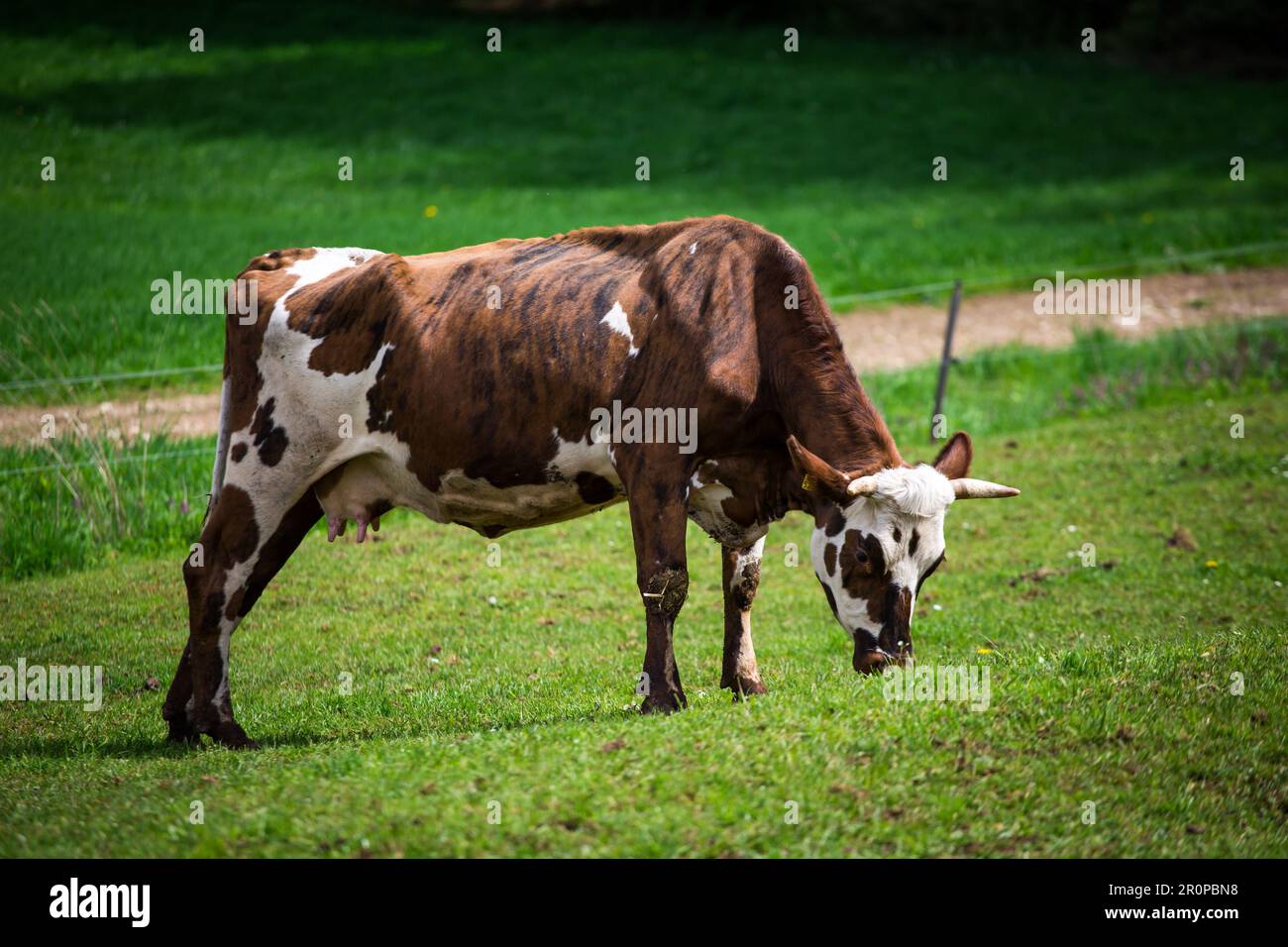 Cow of the breed Ansbach-Triesdorf cattle (Ansbach-Triesdorfer Tiger) - a critically endangered old cattle breed from Germany Stock Photo