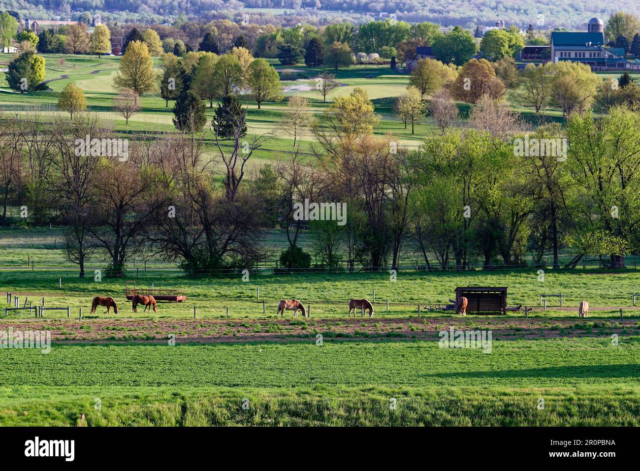 rural scene, farm, 6 horses grazing, green grass, trees, Honey Brook Golf Course beyond, gentle hill, golden light, early morning, peaceful, equines, Stock Photo