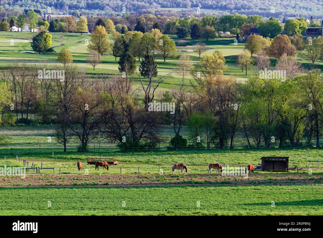rural scene, farm, 6 horses grazing, green grass, trees, Honey Brook Golf Course beyond, gentle hill, golden light, early morning, peaceful, eqines, d Stock Photo
