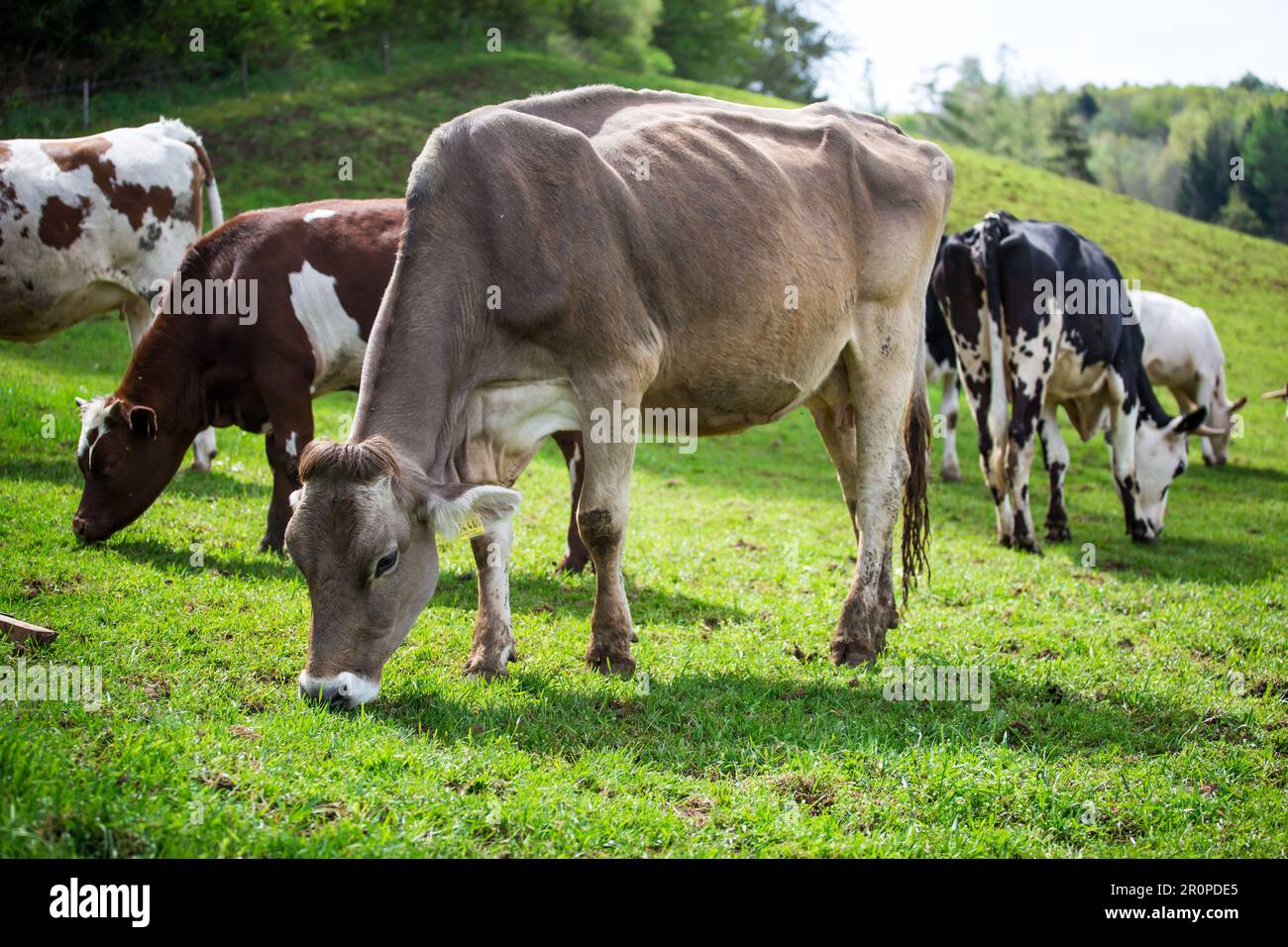 Cow Of The Cattle Breed German Braunvieh Deutsches Braunvieh Stock cow-of-the-cattle-breed-german-braunvieh-deutsches-braunvieh-stock