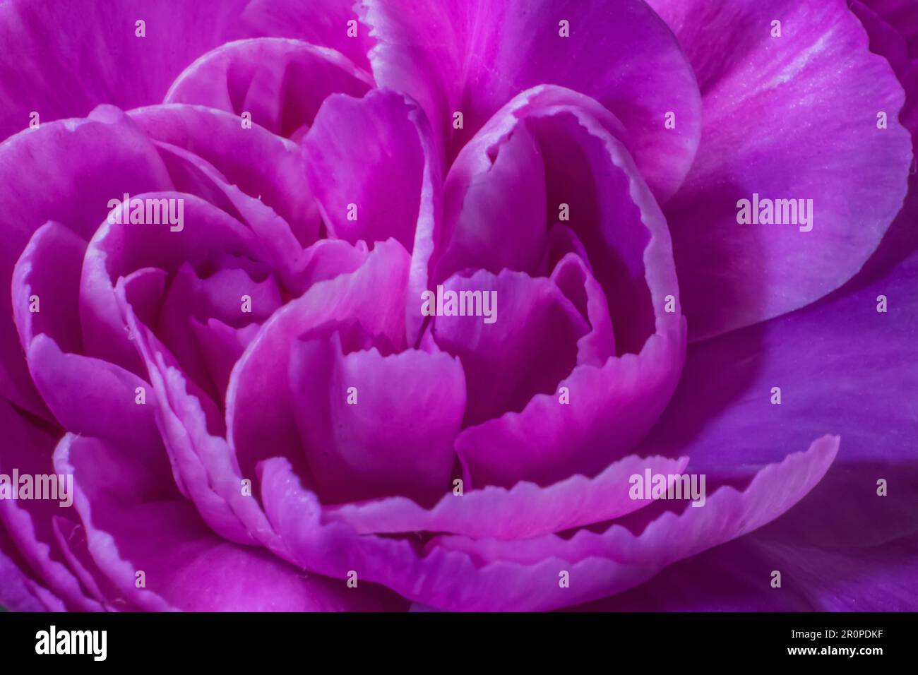 A close up macro image inside a lilac flower with delicate soft focus curling petals Stock Photo