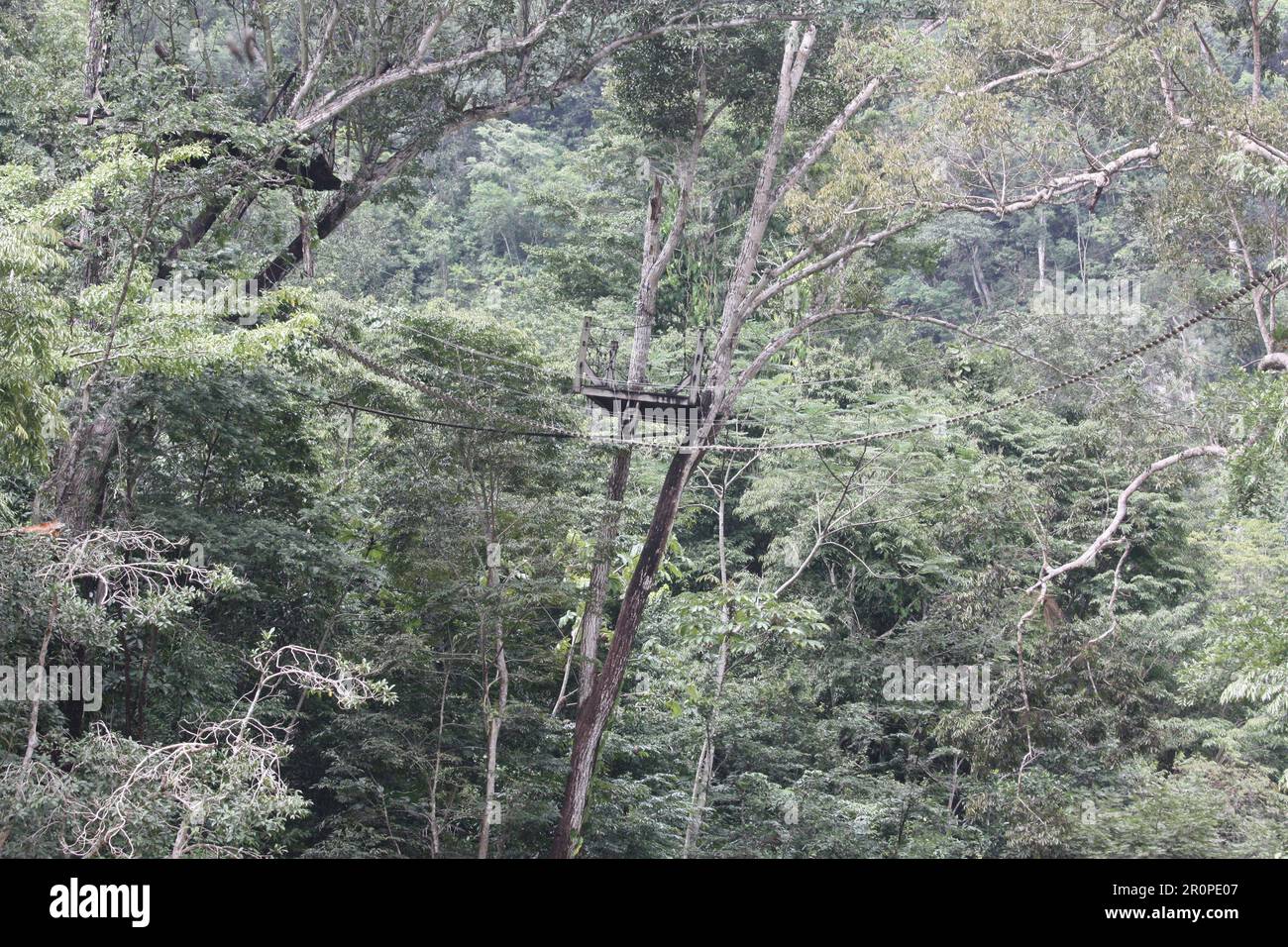 PUNTA GORDA, BELIZE DECEMBER 26, 2008 old sky walk jungle zip line