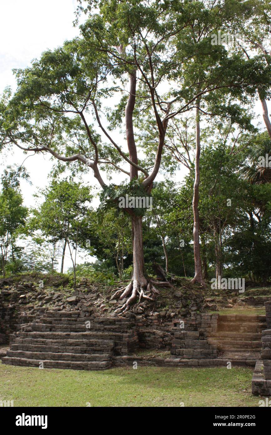 PUNTA GORDA, BELIZE - DECEMBER 27, 2008 the ancient Maya site of Lubaantun - trees growing on the temples Stock Photo
