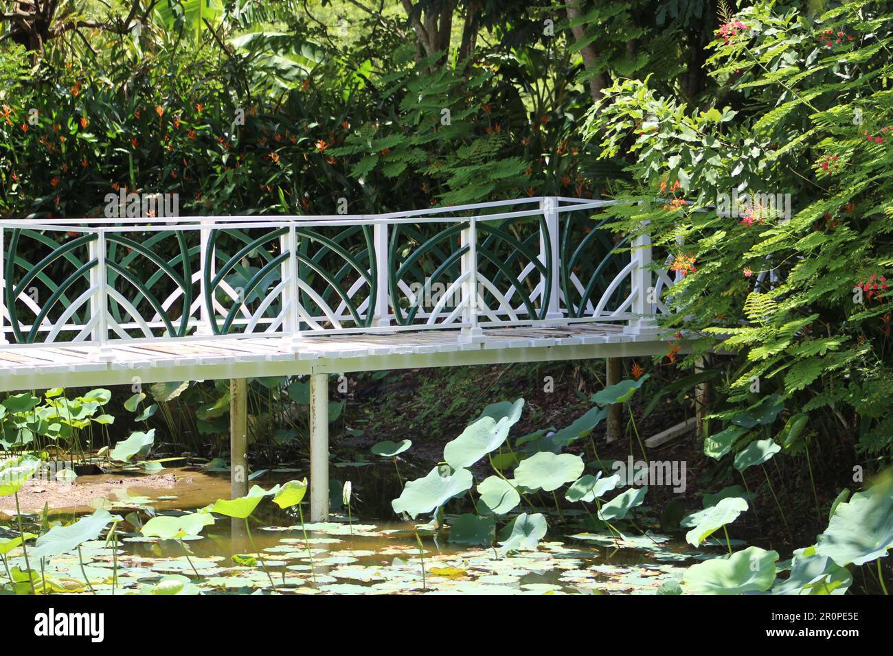 PUNTA GORDA, BELIZE JULY 23, 2016 white painted bridge footpath over