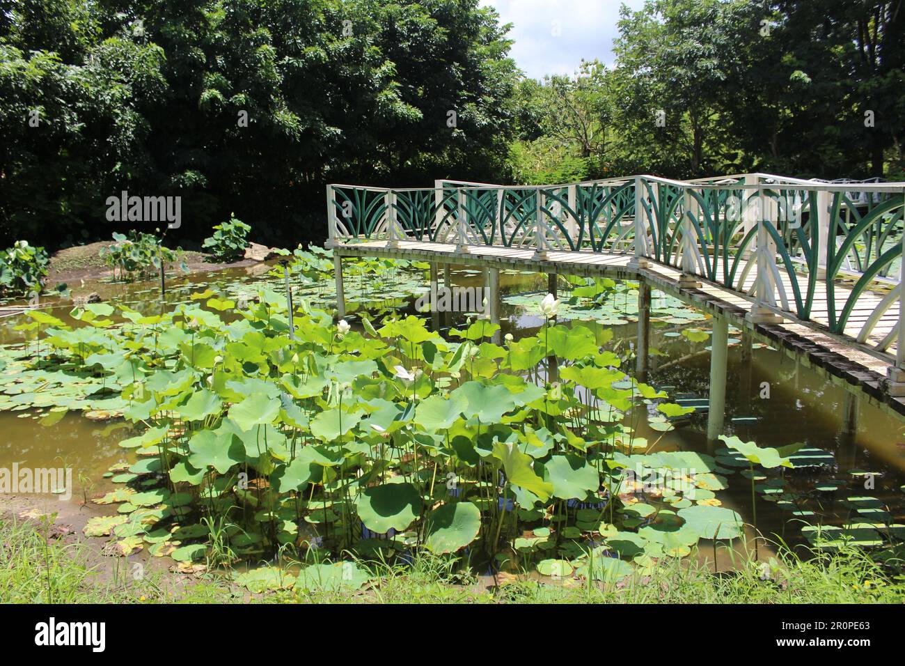 PUNTA GORDA, BELIZE JULY 23, 2016 white painted bridge footpath over