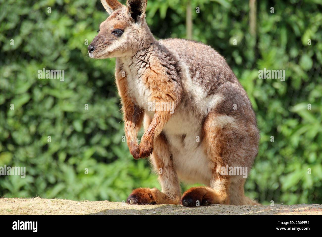 wallaby in a zoo in france Stock Photo Alamy