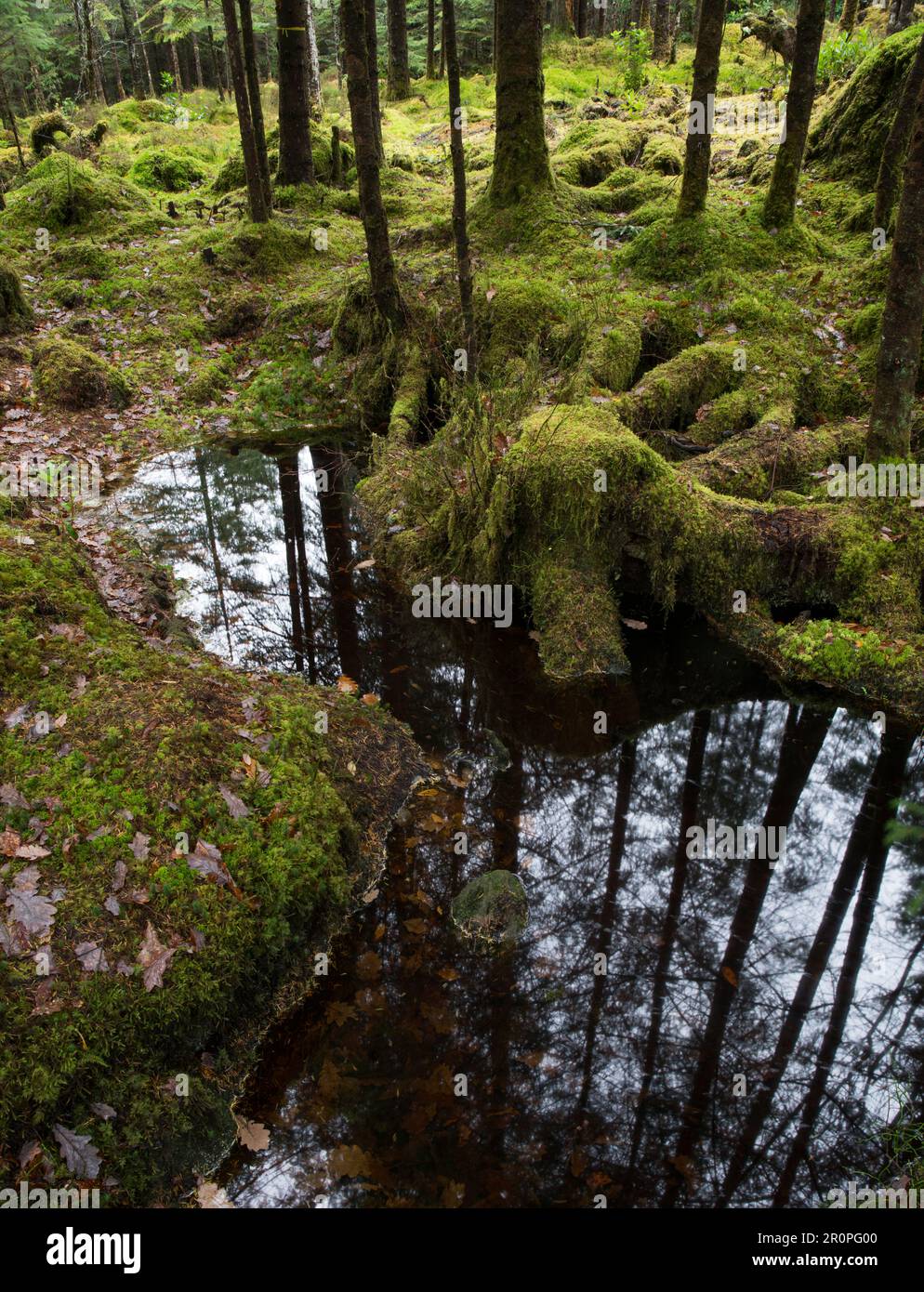 Mixed woodland around Loch Creran and Barcaldine in North Argyll, Scotland, UK Stock Photo