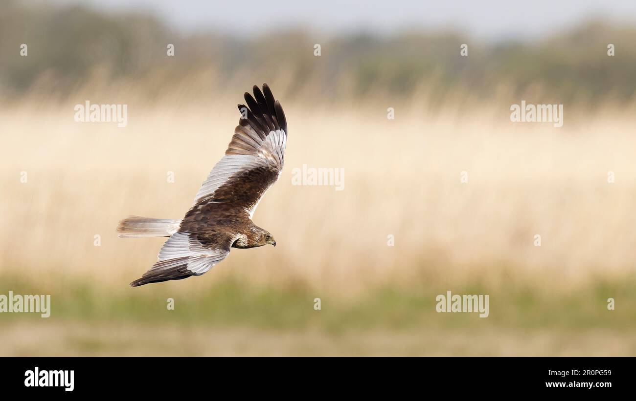 Marsh harrier flying , hunting over reedbad  with wings spread. 16:9 Stock Photo