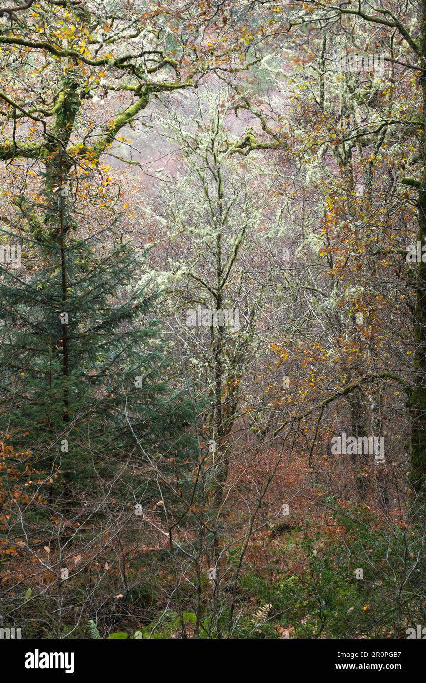 Mixed woodland around Loch Creran and Barcaldine in North Argyll, Scotland, UK Stock Photo