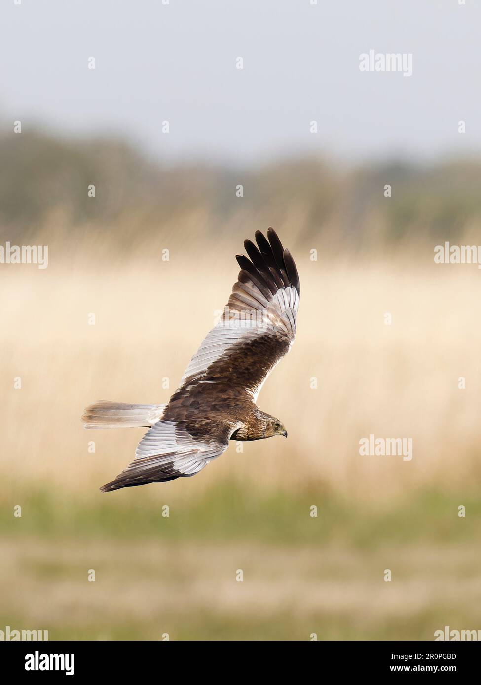 Marsh harrier flying , hunting over reedbad  with wings spread. Stock Photo