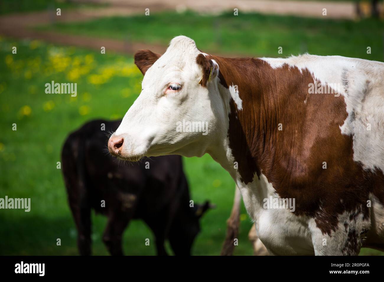 Cow of the cattle breed Simmental Fleckvieh (Simmentaler Rind) Stock Photo