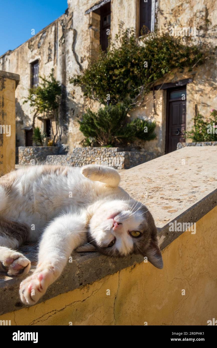 Cats in Prevail Monastery, Crete, Greece Stock Photo