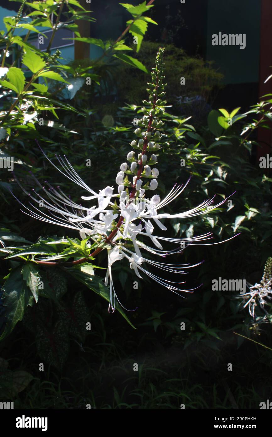 cat whisker flowers bloom in the garden during the dry season in the tropics Stock Photo
