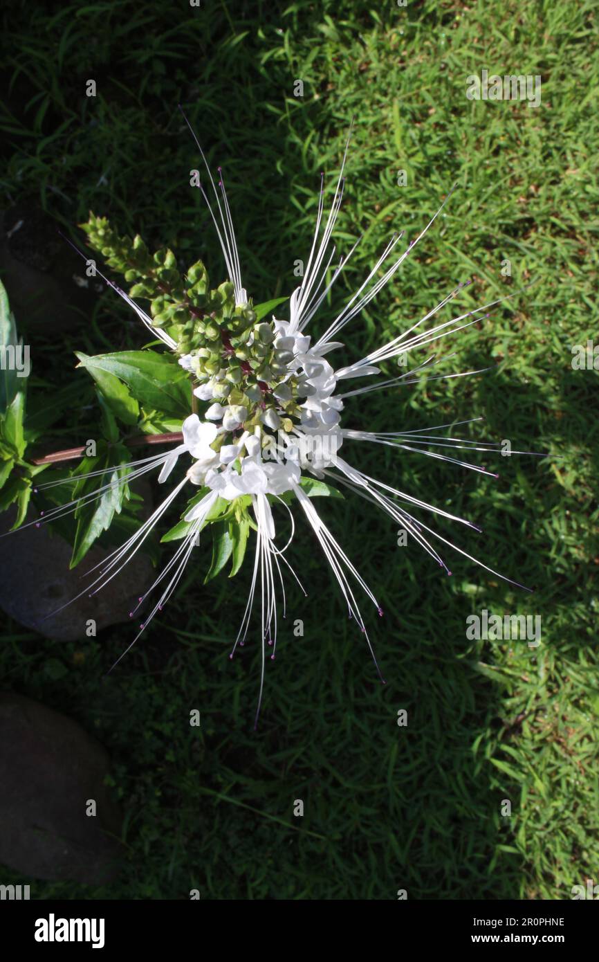 top view of cat's whisker flowers against a background of grass in the tropics Stock Photo