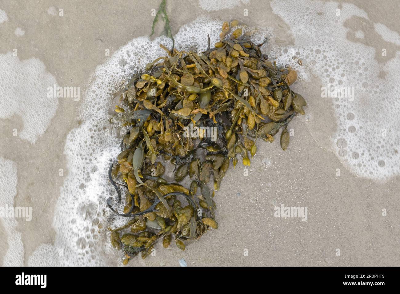 Seaweed, Bladder wrack, washed up on the beach Stock Photo Alamy