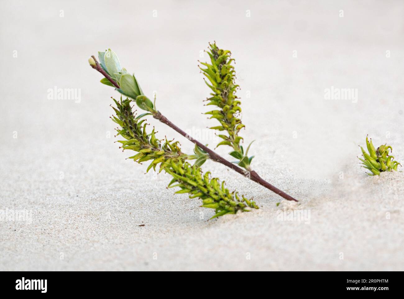 Branch of creeping willow with catkins rises from the sand of a dune Stock Photo