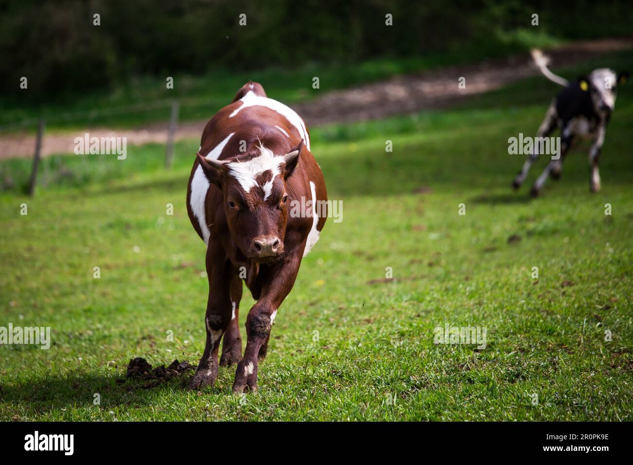 Calf of the breed Ansbach-Triesdorf cattle (Ansbach-Triesdorfer Tiger) - a critically endangered old cattle breed from Germany Stock Photo