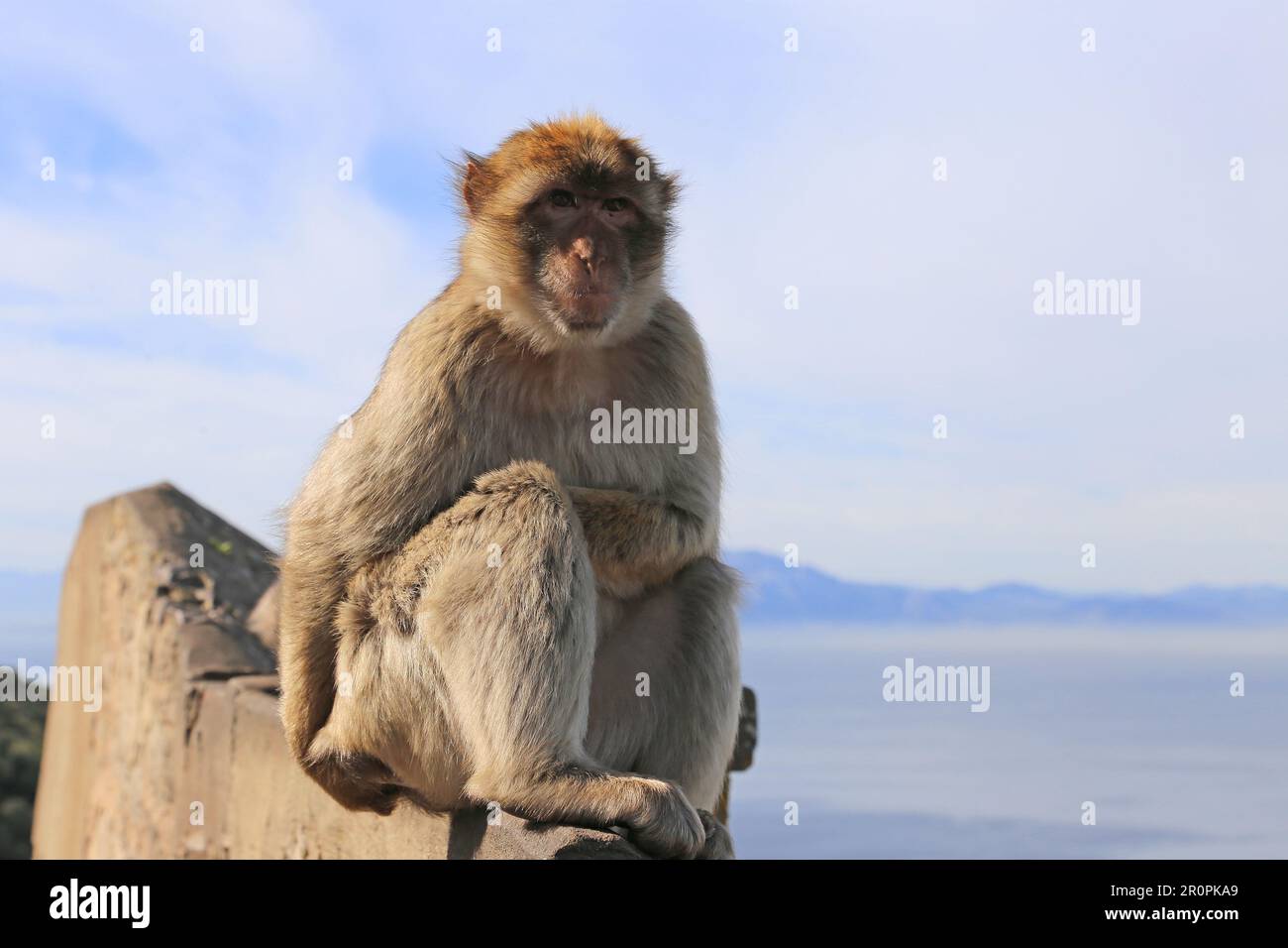 Barbary Macaque (Macaca sylvanus), aka Barbary Ape, Apes' Den, Nature Reserve, Gibraltar, United Kingdom, UK, Mediterranean Sea, Europe Stock Photo