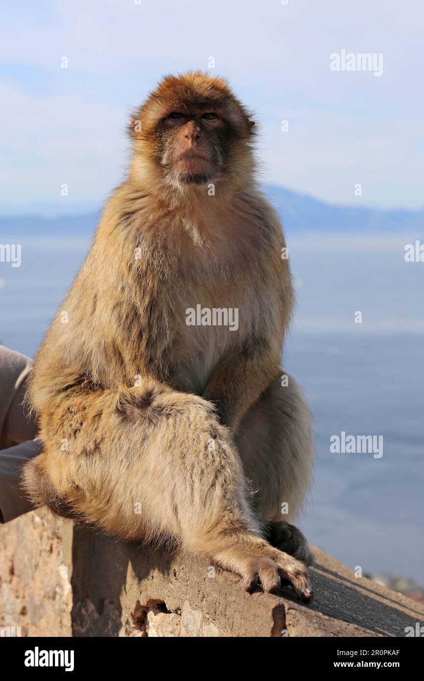 Barbary Macaque (Macaca sylvanus), aka Barbary Ape, Apes' Den, Nature Reserve, Gibraltar, United Kingdom, UK, Mediterranean Sea, Europe Stock Photo