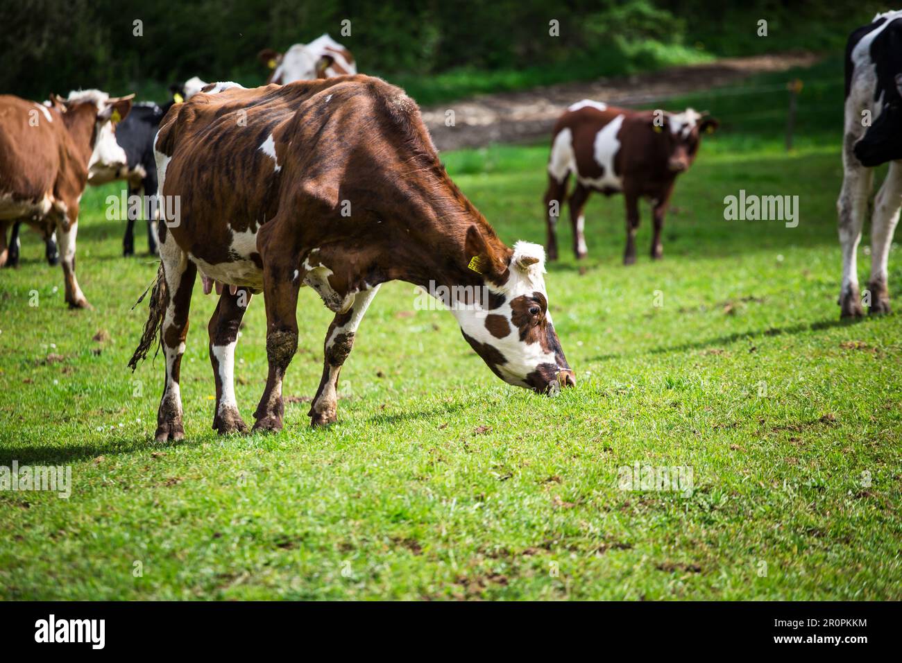 Cow of the breed Ansbach-Triesdorf cattle (Ansbach-Triesdorfer Tiger) - a critically endangered old cattle breed from Germany Stock Photo