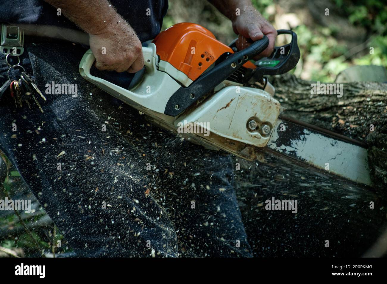 Lumberjack cutting a tree with a chainsaw in the forest. man running chainsaw flinging sawdust. working class. blue-collar. hardworking, tough Stock Photo