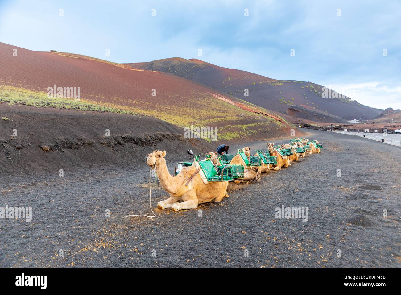 camels at a parking lot in Timanfaya national park wait for tourists to ...