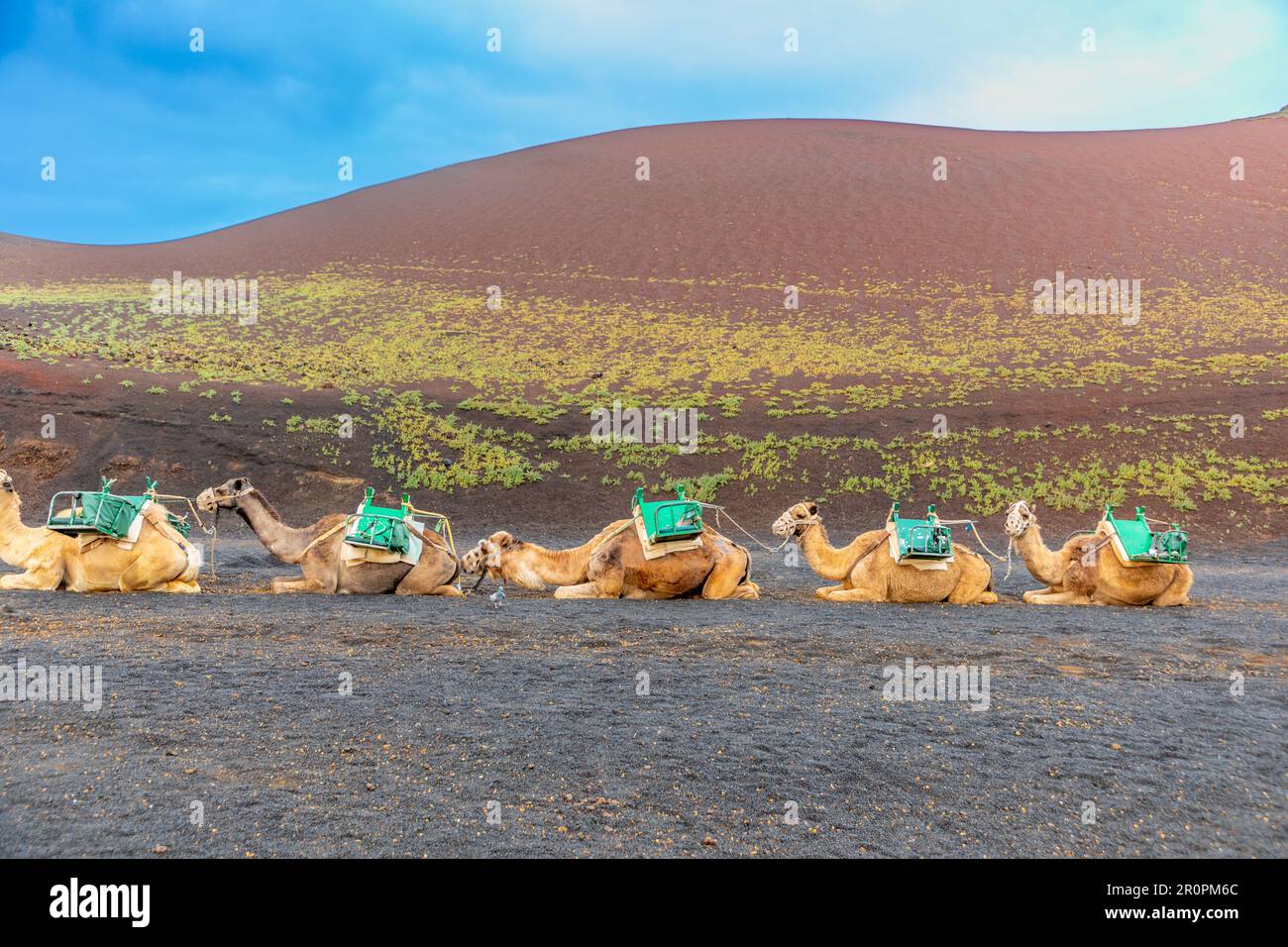 camels at a parking lot in Timanfaya national park wait for tourists to ...
