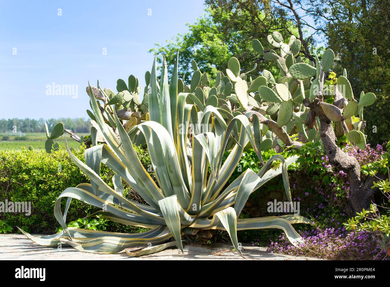 Large Variegated Century Plant (Agave americana variegata), and Barbary fig (Opuntia ficus-indica) in a mediterranean garden. Stock Photo