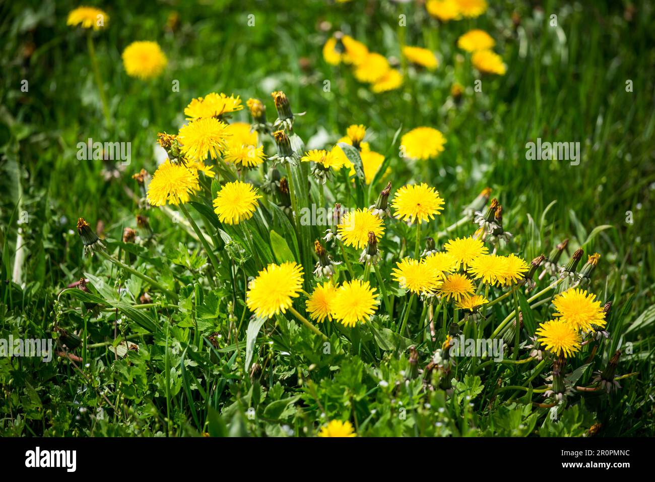 Dandelion meadow in the spring, Altmühltal, Bavaria, Germany Stock Photo