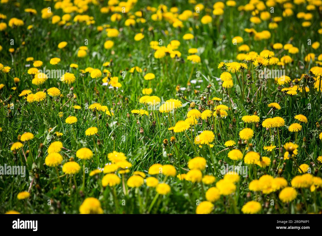Dandelion meadow in the spring, Altmühltal, Bavaria, Germany Stock Photo