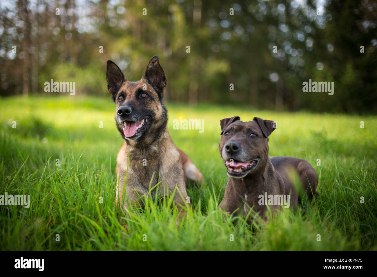 Dog friends lying in a meadow, a black mixbred dog and a Malinois Stock