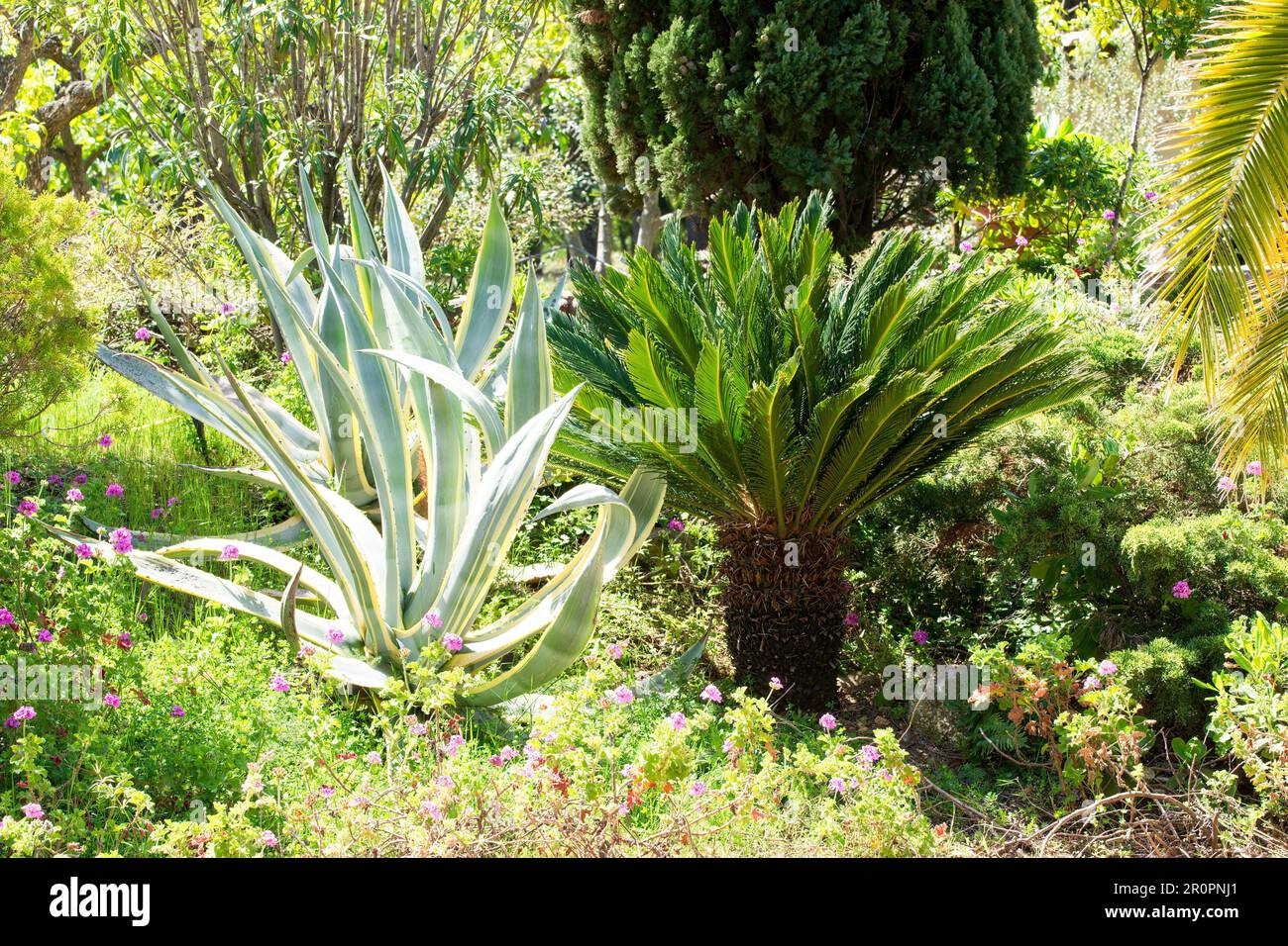 Variegated Century Plant (Agave americana variegata), and sago palm (Cycas revoluta) in a mediterranean garden. Stock Photo