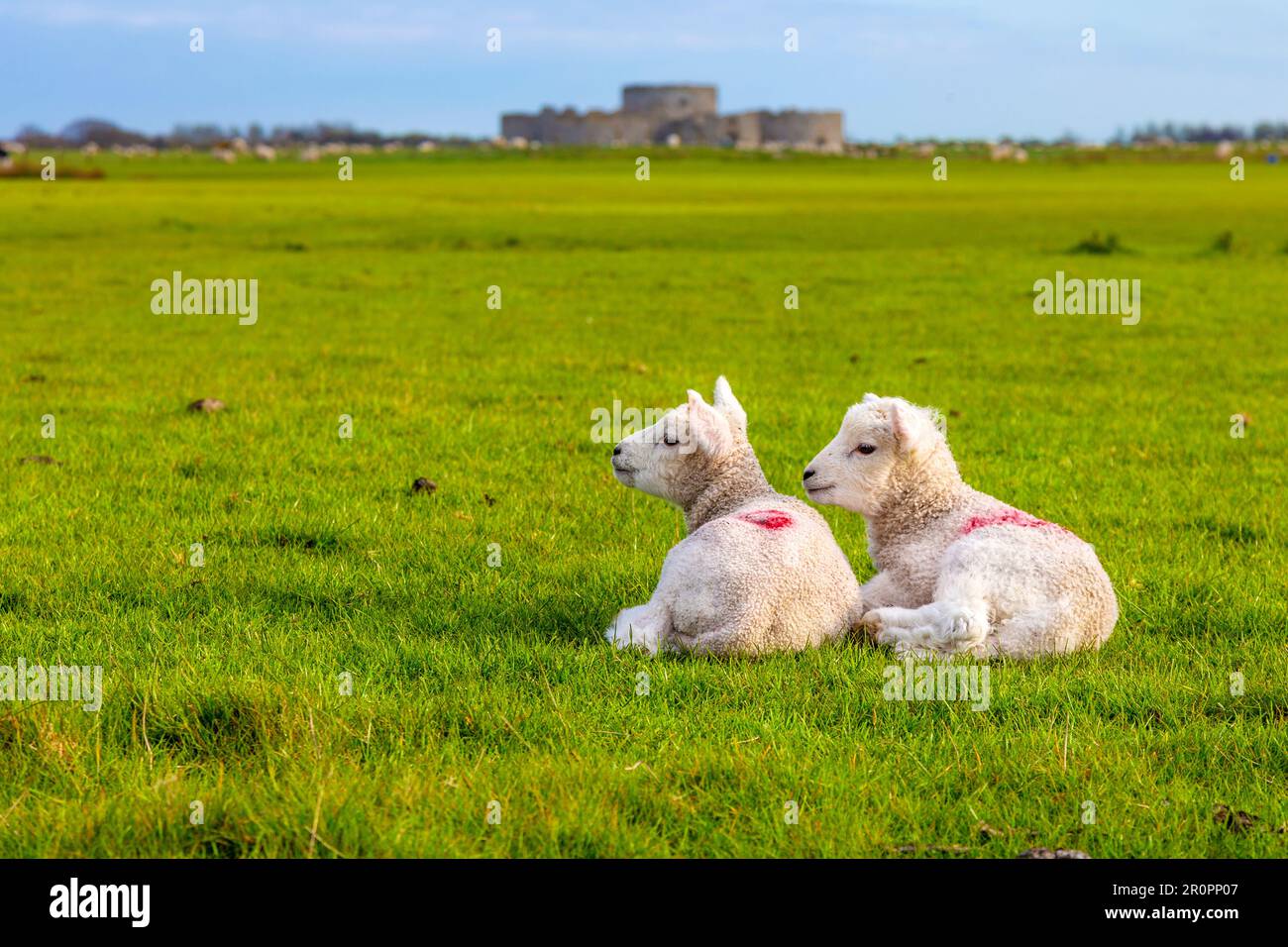 Baby lambs on pastures surrounding Camber Castle, Rye, East Sussex, England, UK Stock Photo