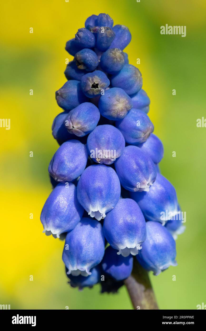 Close up of a garden grape hyacinth (muscari americanum) flower in bloom Stock Photo