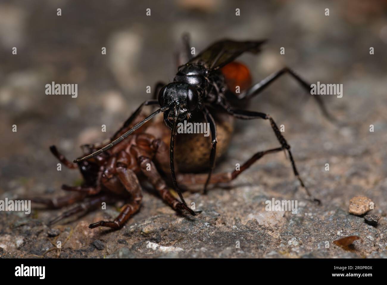 Wolf spider battling a wasp. Stock Photo