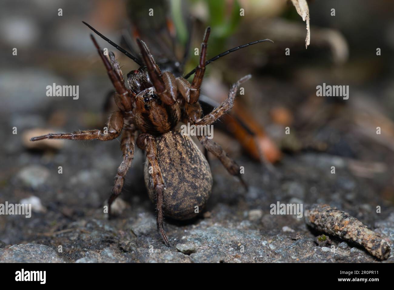 Wolf spider battling a wasp. Stock Photo