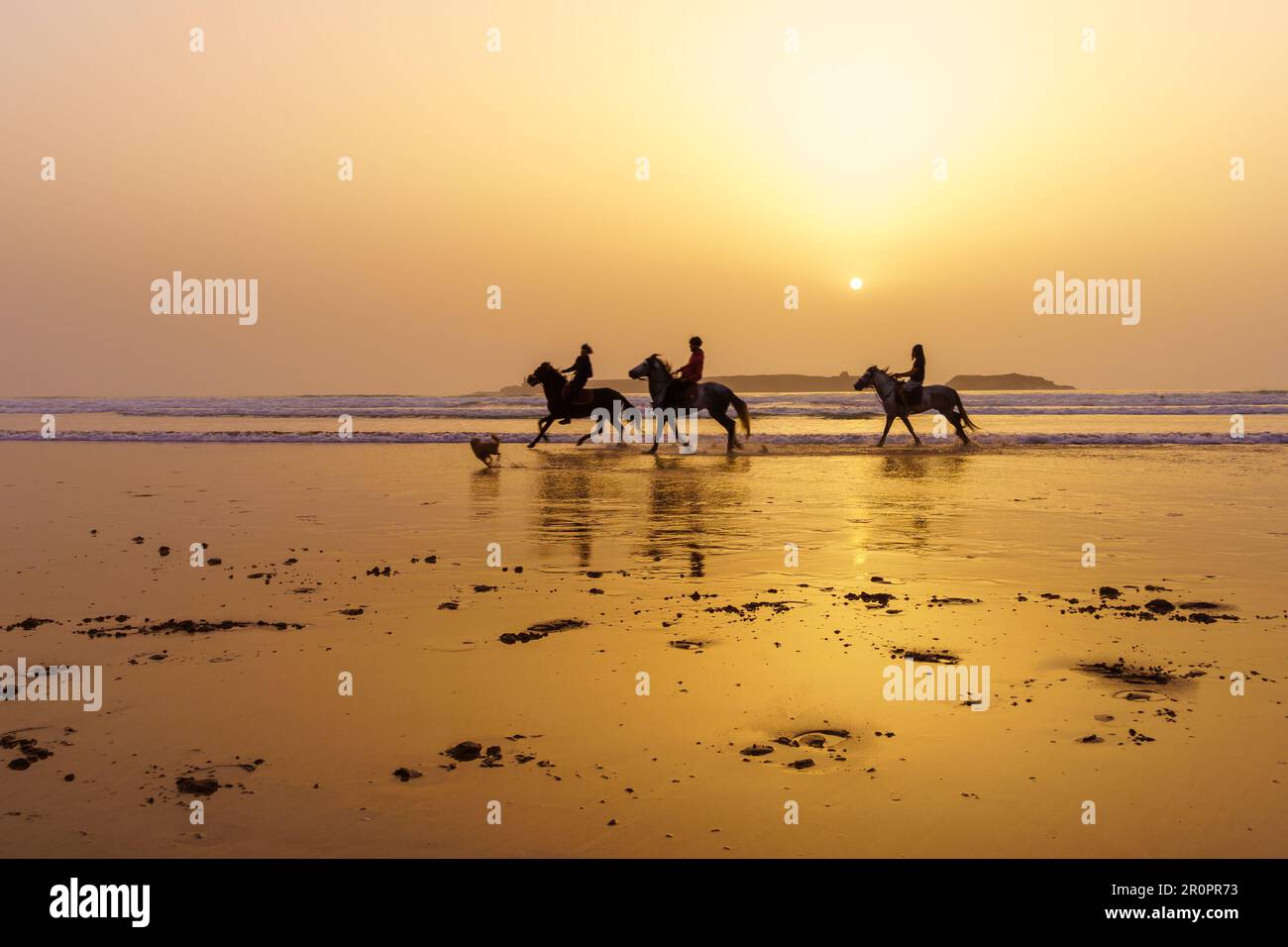 Essaouira, Morocco - April 07, 2023: Sunset view with silhouette of horses and riders on the beach of Essaouira (Mogador), Morocco Stock Photo