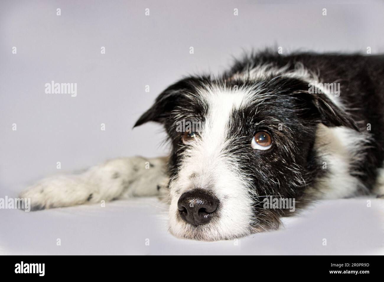 Waiting dog (Border Collie) Stock Photo