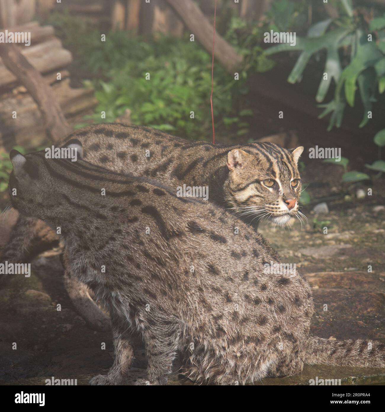 two cute fisher cats in zoo waitong for food Stock Photo Alamy