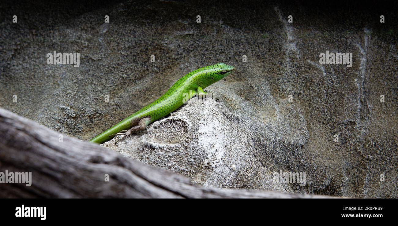Green lizard on wall, green lizard sunbathing on branch, green lizard ...