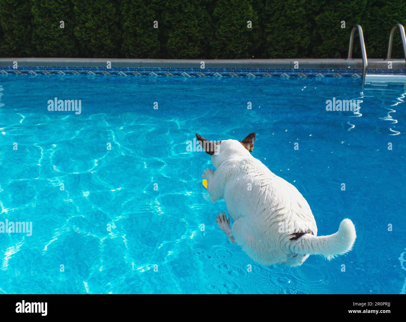 Small dog jumping into swimming pool photographed mid air Stock Photo