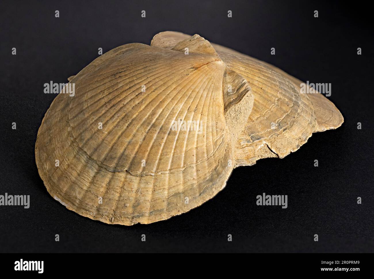 three fossilized scallops lying on top of each other and rich in details Stock Photo