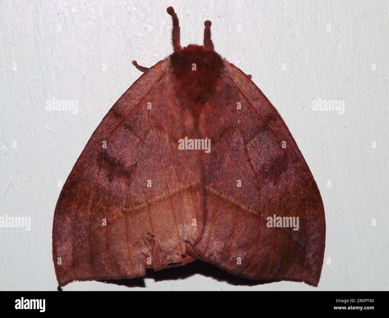 Saturniid moth (family Saturniidae) Automeris species isolated on a white background from the jungle of Belize Stock Photo