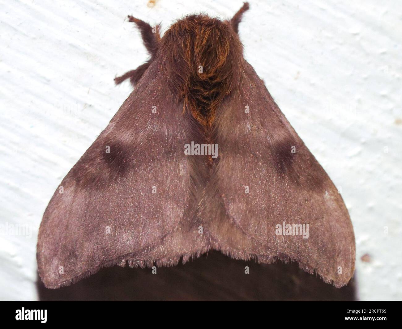 Silkworm moth (family Bombycidae) indeterminate species isolated on a