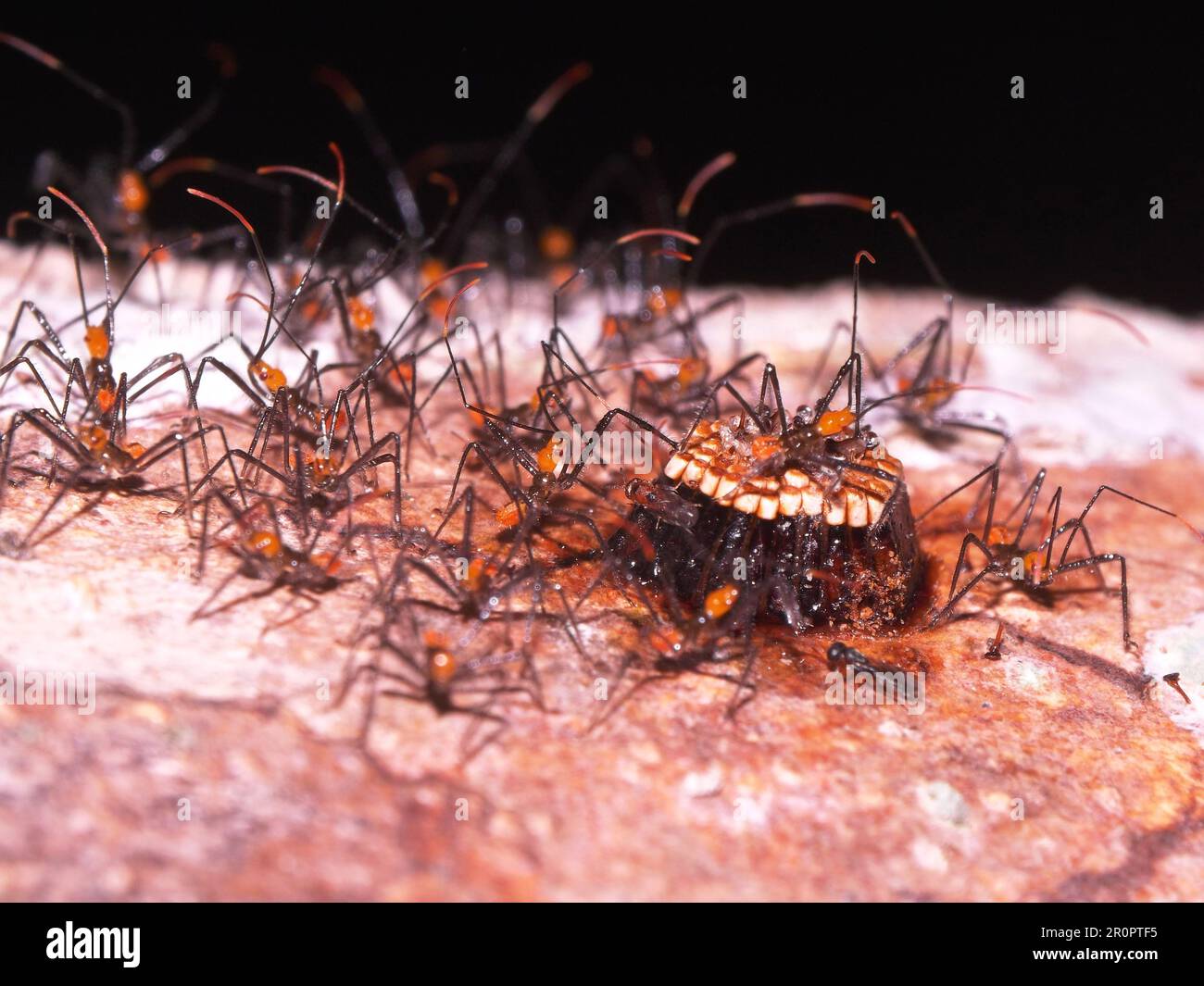 Ootheca and Assassin bugs nymphs isolated and resting on a white ...