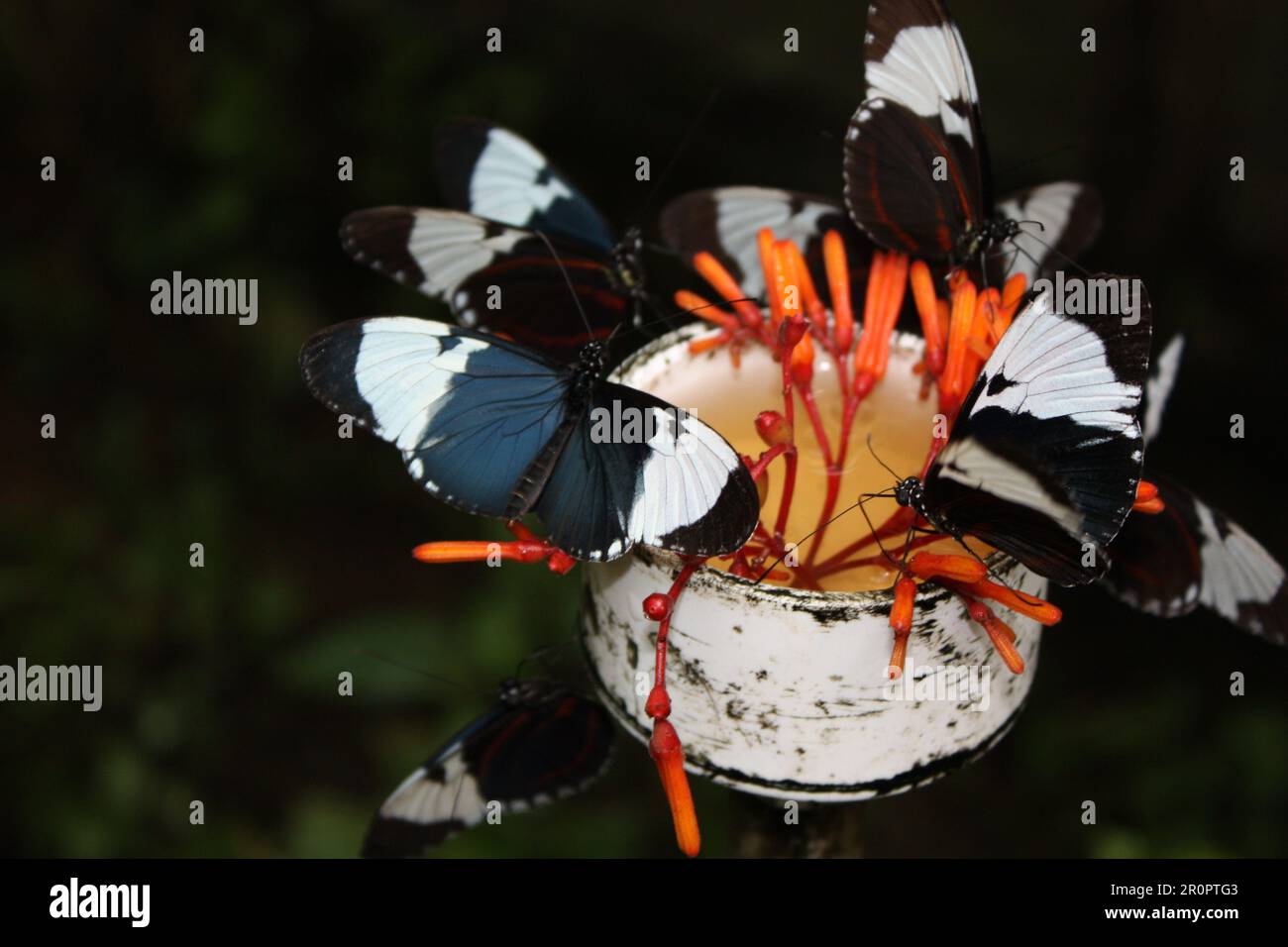 Sapho longwing (Heliconius sapho) feeding on fire bush (Hamelia patens) flowers Stock Photo