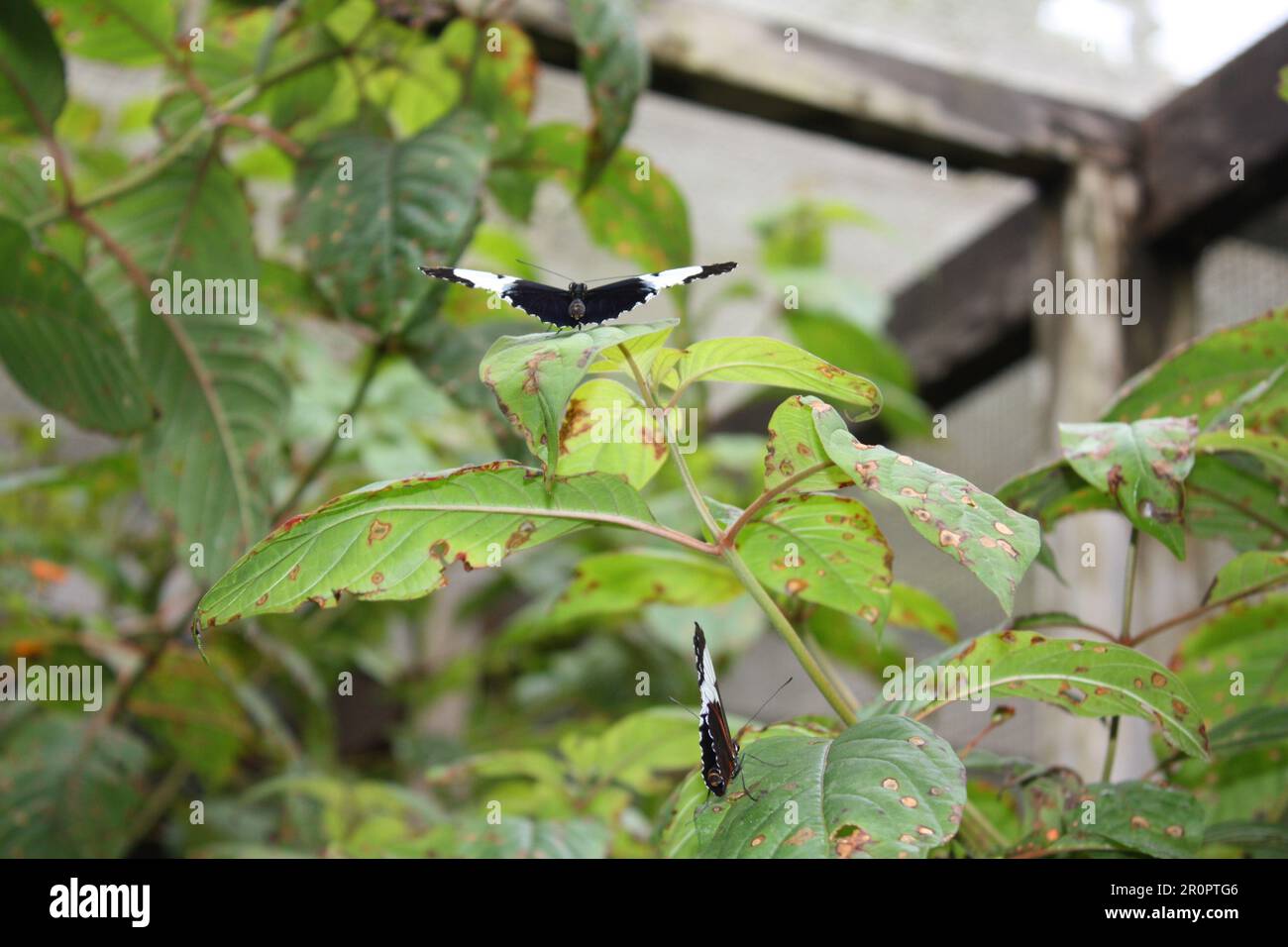 Sapho longwing (Heliconius sapho) resting on fire bush (Hamelia patens) leaves Stock Photo